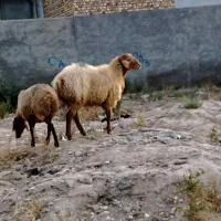 قوچ اصیل مغانی عشایری