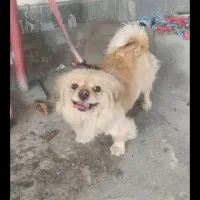 سگ پاکوتاه پیکینیز