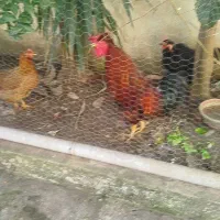 خروس درشت وسنگین قرمز