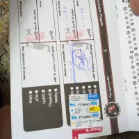 سگ ساموئید|سگ|مشهد, شهید بهشتی|دیوار