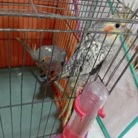 عروس پاریس در هویزه