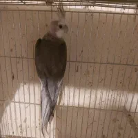 عروس هلندی نر وایت فیس کارداده