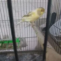 پرند قناری فنچ سره عروس هلندی