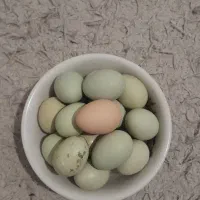 تخم نطفه‌دار پروشی لاکندزی