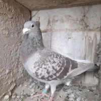 کفتر.کبوتر.