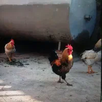 خروس درشت گوشتی باب قربانی و پرورش