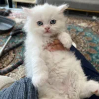 اسکاتیش پرشین