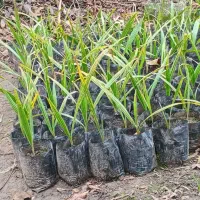 پالم تنه قرمز ریشه پرس|خدمات باغبانی و درختکاری|کلاچای, |دیوار