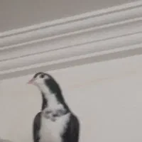 کبوتر|پرنده|بجنورد, |دیوار