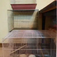 قفس پرنده بهمراه لوازم جانبی