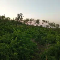 یونجه چین سه درجه ۱