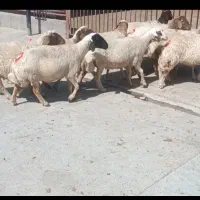 میش داشتی جوان12راس