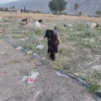 بره نر