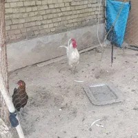 مرغ و خروس|حیوانات مزرعه|اهواز, شهرک رزمندگان|دیوار