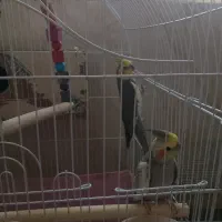 عروس هلندی
