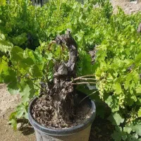 هرسکاری کاشت باغبانی نهال کاشتن فروش درختکاری درخت|خدمات باغبانی و درختکاری|تهران, اقدسیه|دیوار