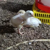 فروش جوجه گوشتی راس ۳۰۸ . ۱۲ روزه