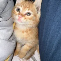 واگذاری گربه
