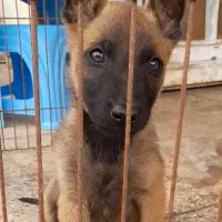 malineviz malinois مالینوا مالینویز بلژیکی نگهبان|سگ|تهران, زعفرانیه|دیوار