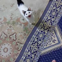 بچه گربه خانگی sdh