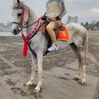 مادیون کرد همه چیز تموم