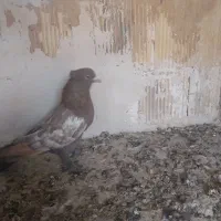 کفتر طوقی کله سینه|پرنده|شیراز, دکتر حسابی|دیوار