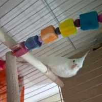 عروس هلندی ماده سایز گینگ|پرنده|اهواز, شهرک برق|دیوار