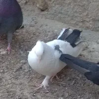 کبوتر|پرنده|چغادک, |دیوار