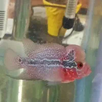 ماهی فلاور نر و ماده|ماهی|مشهد, شهرک امام هادی (شهرک غرب)|دیوار