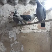 کفتر پلاکی|پرنده|خاوران, |دیوار