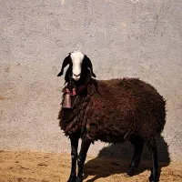 گوسفند ناب و اصیل و دوقلوزا شالی میش بره قوچ|حیوانات مزرعه|شال, |دیوار