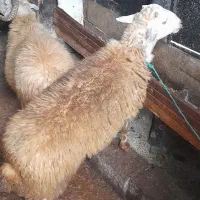 فروش گوسفند نر