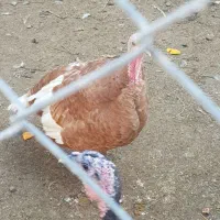 بوقلمون بوربون|حیوانات مزرعه|آزادشهر, |دیوار