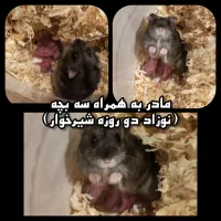همستر کمپل همراه نوزاد شیرخوار|موش و خرگوش|تهران, امامت|دیوار