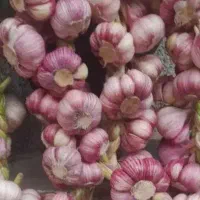 سیر محلی