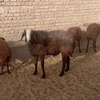 یک راس قوچ شال میش رون سه ساله|حیوانات مزرعه|تهران, آسمان|دیوار