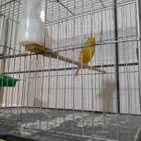 قناری پرتقالی|پرنده|محمدیه-قزوین, |دیوار