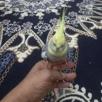 عروس پاریس|پرنده|اهواز, کمپلو جنوبی|دیوار