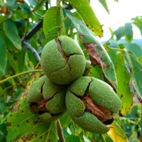 فروش انواع آنها های مرکبات ونهال های خاص|خدمات باغبانی و درختکاری|اصفهان, باغ کاران|دیوار