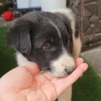 واگذاری توله بومی