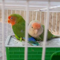 طوطی برزیلی