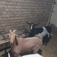 دو عدد کره نر و ماده|حیوانات مزرعه|تفت, |دیوار