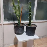 گل گیا|گل و گیاه طبیعی|تهران, شهرک کیانشهر|دیوار