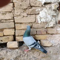 پلاکی|پرنده|مهریز, |دیوار