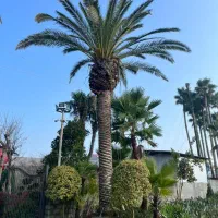 نخل مراکش تزیینی تنه دار از3متر تا 9متر