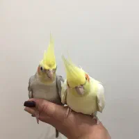 جفت نروماده سلامت و اماده ب تخم|پرنده|بوشهر, |دیوار