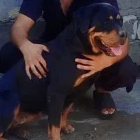 واگذاری روتوایلر