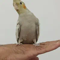 عروس هلندی