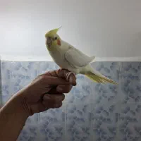 عروس هلندی|پرنده|پلدشت, |دیوار