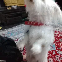 سگ باهوش|سگ|قوچان, |دیوار